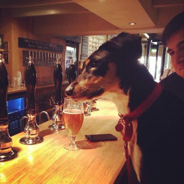 Royal Navy Volunteer - dog-friendly places to go for a pint with your pooch in Bristol